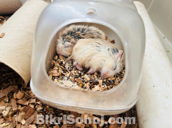 Roborovski Pair with set up.80L cargo box, 3 wheels, tunnels
